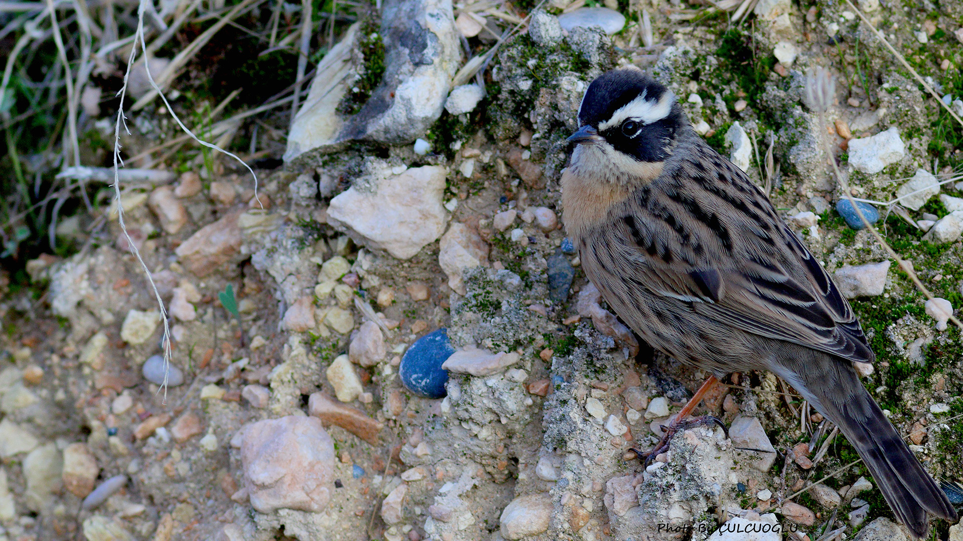 Radde's Accentor